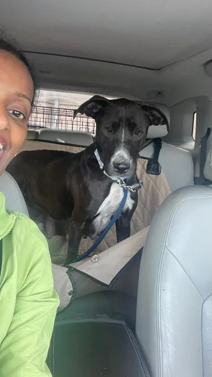 An adult medium-sized female Black American Staffordshire Terrier dog named Hillary for adoption in Houston, TX