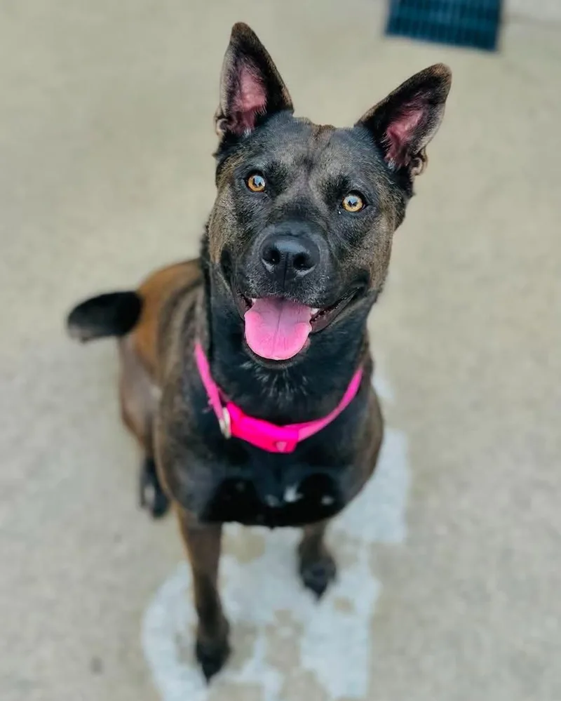 Sadie