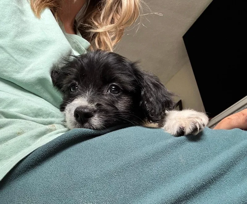 A baby small-sized male Mixed Breed dog named David for adoption in Spokane, WA