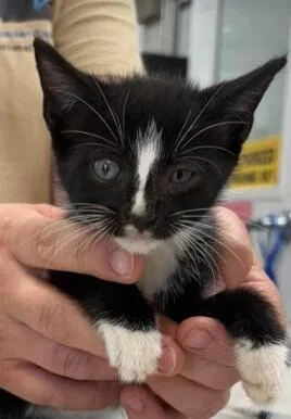 A young medium-sized male Black & White / Tuxedo Domestic Short Hair cat named Jessie for adoption in Burgaw, NC