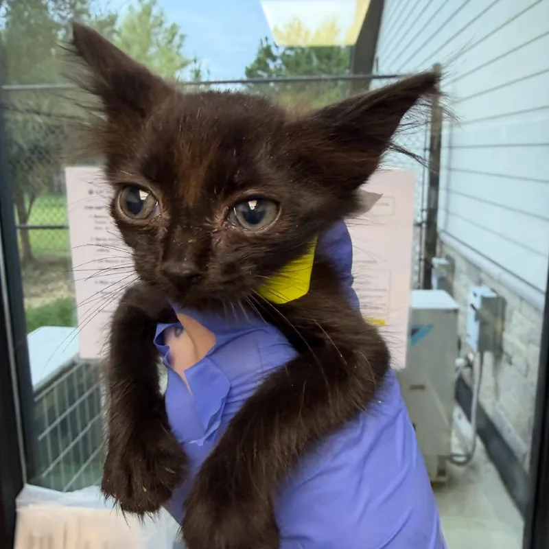 A baby small-sized male Black Domestic Short Hair cat named Tiny for adoption in Marshall, TX