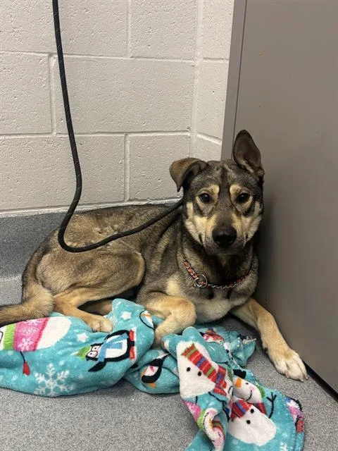 A young large-sized male German Shepherd Dog dog named Chunks for adoption in Indianapolis, IN
