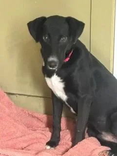 A young medium-sized male Labrador Retriever dog named Sprout for adoption in Lake Wylie, SC