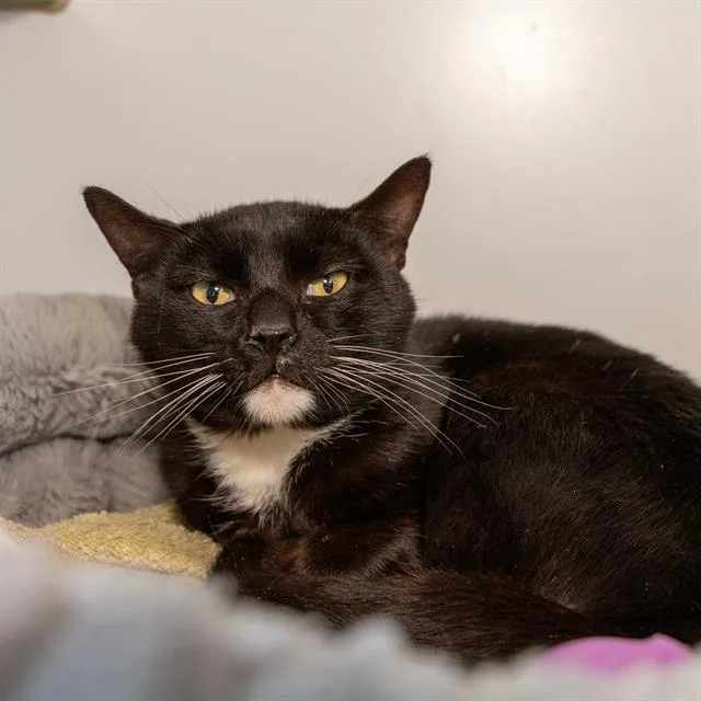 An adult medium-sized male Domestic Short Hair cat named Slinky for adoption in Methuen, MA