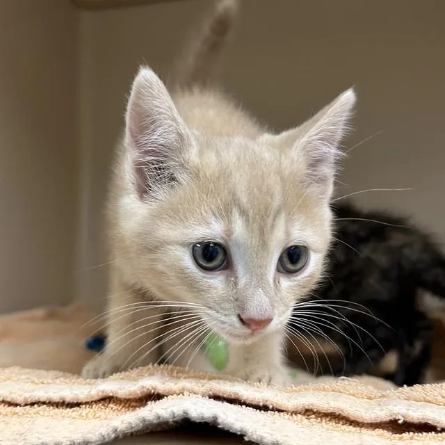 A baby small-sized male Domestic Short Hair cat named Firefly for adoption in Lincolnton, NC