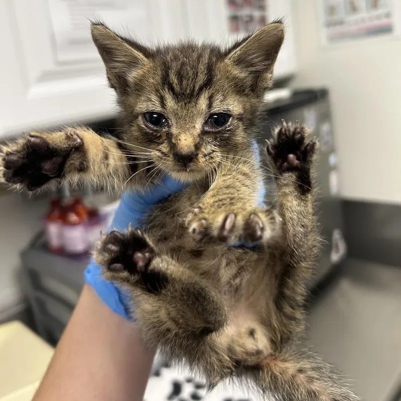 A baby small-sized male Brown / Chocolate Domestic Short Hair cat named Kyro for adoption in Greenville, SC