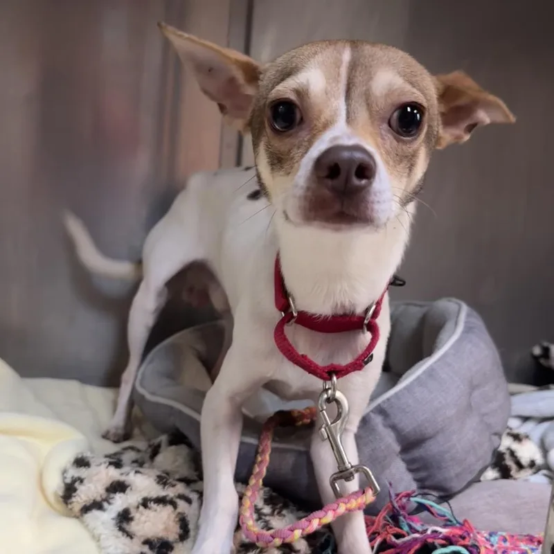 Pinecone Pete thumbnail 2