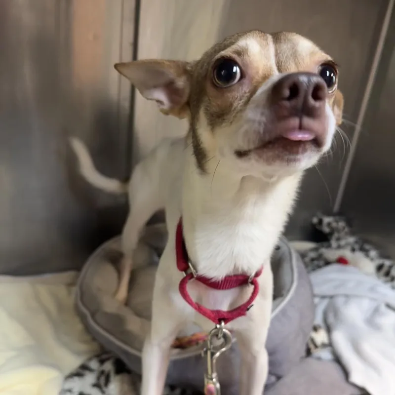 Pinecone Pete thumbnail 3