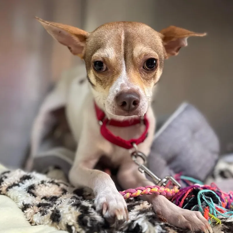 Pinecone Pete thumbnail 5