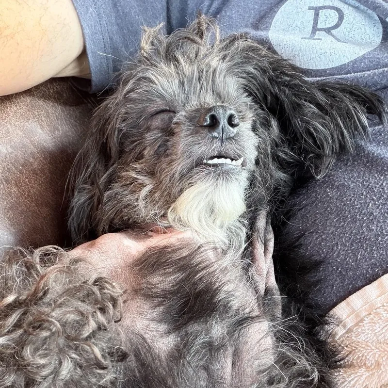 An adult small-sized male Gray / Blue / Silver Shih Tzu dog named Willy for adoption in Bellingham, WA
