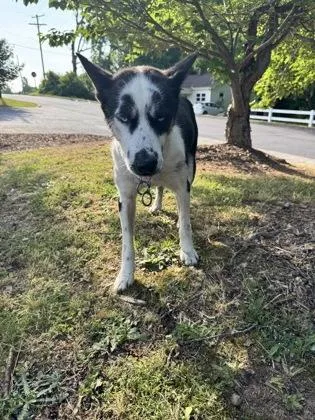 An adult medium-sized female Siberian Husky dog named Princess for adoption in Gastonia, NC