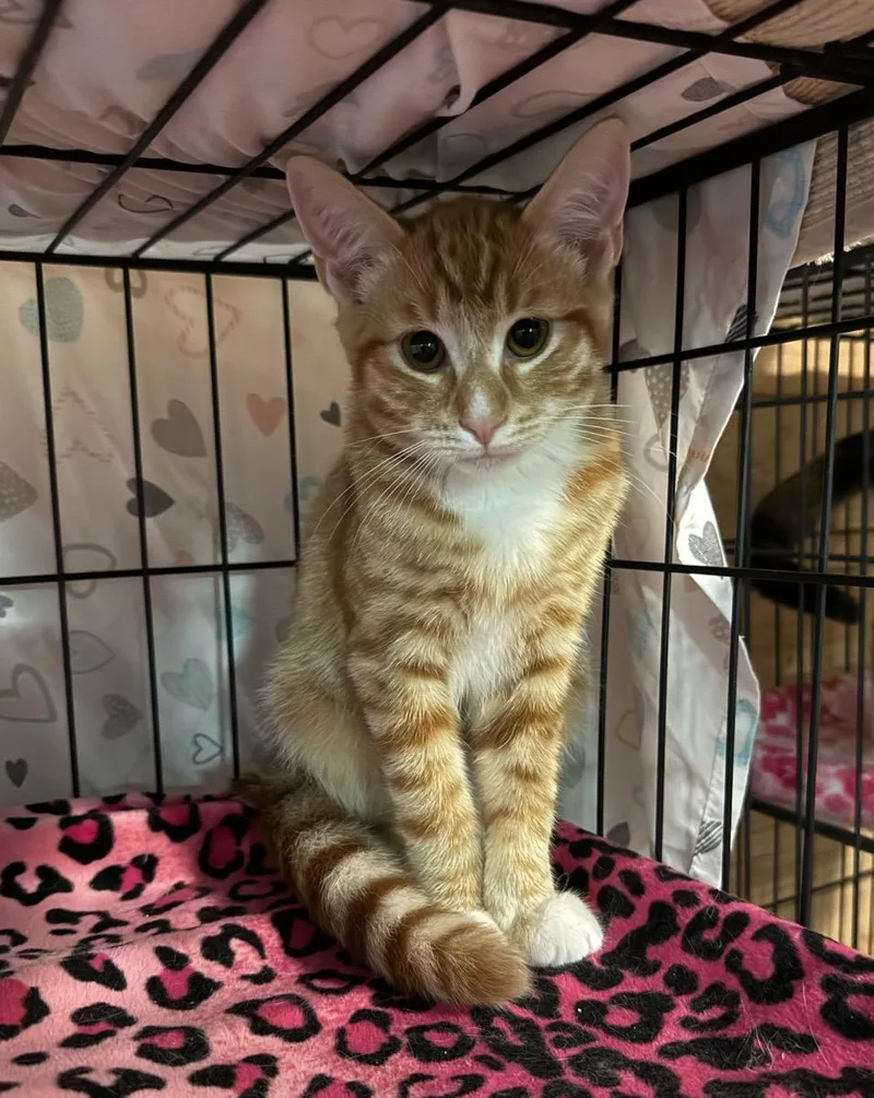 A young small-sized male Tabby (Orange / Red) Tabby cat named Riley for adoption in Temecula, CA