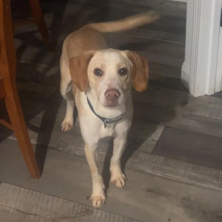 A young small-sized male Yellow / Tan / Blond / Fawn Beagle dog named Simba for adoption in Lynchburg, VA