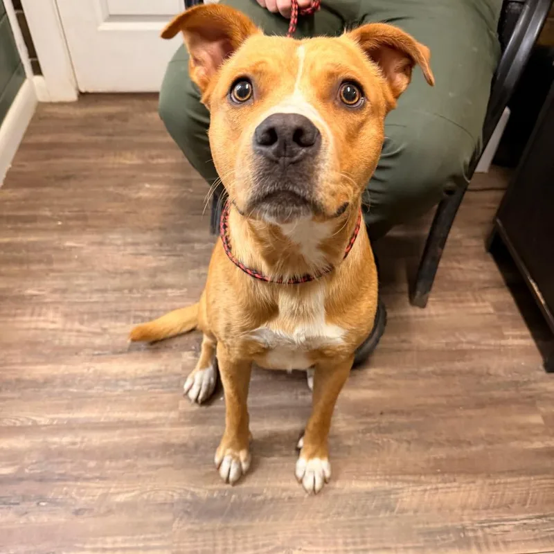 A young medium-sized male Brown / Chocolate Mixed Breed dog named Tony for adoption in Evensville, TN