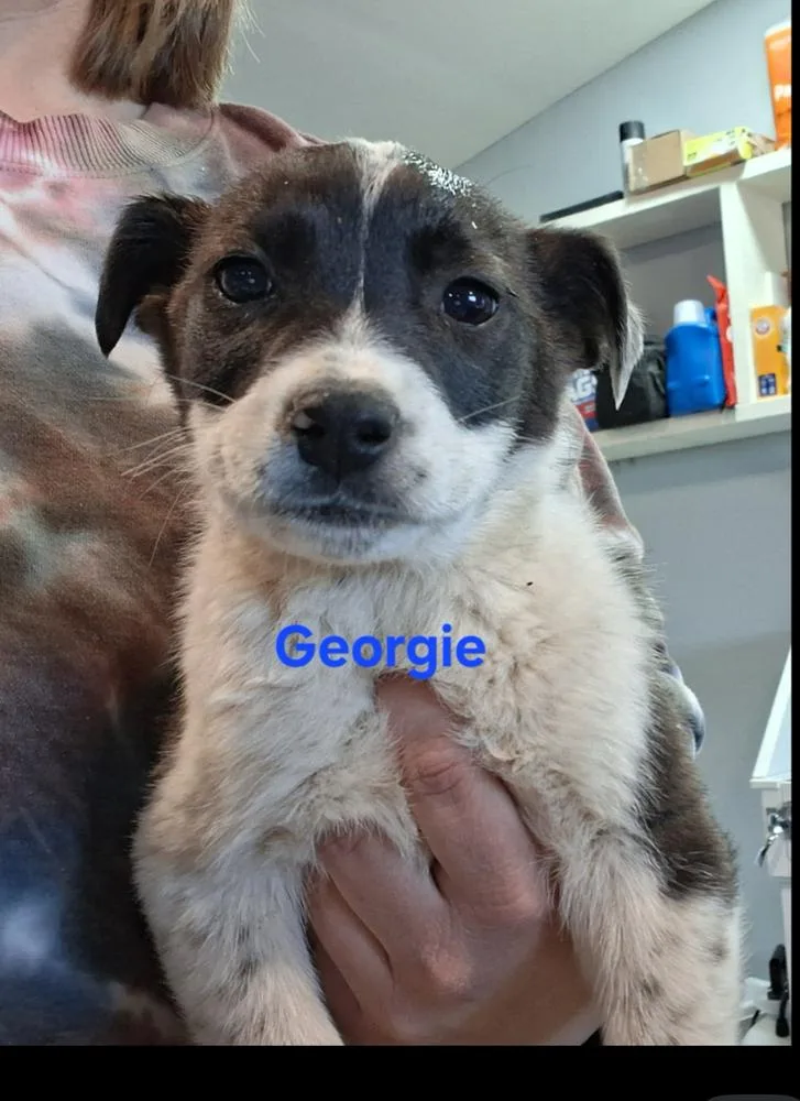 Georgie thumbnail 2