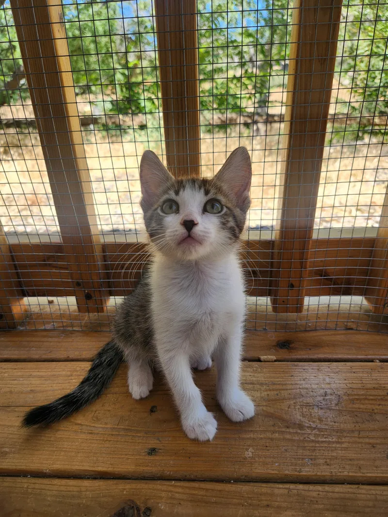 A baby small-sized male Tabby (Brown / Chocolate) Domestic Short Hair cat named Benedict for adoption in Yarnell, AZ