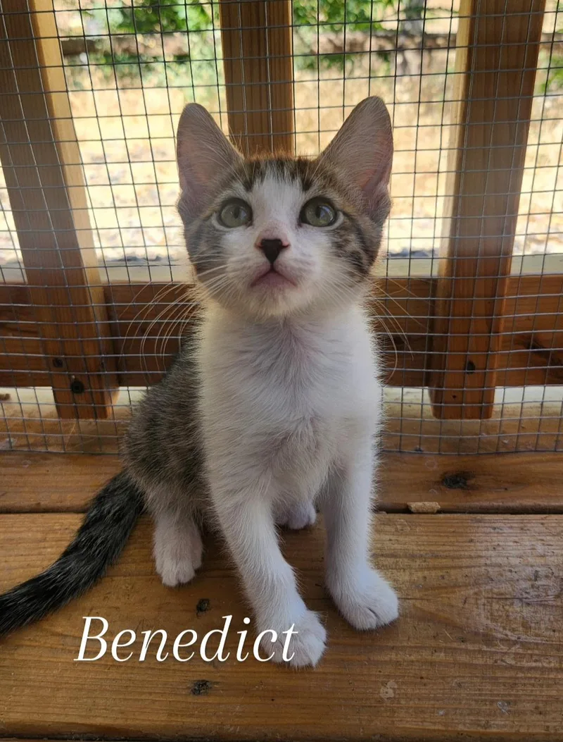 Benedict thumbnail 2