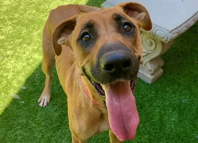 A young large-sized female Yellow / Tan / Blond / Fawn Shepherd dog named SAVE ME PLEASE Carrie for adoption in San Marcos, CA