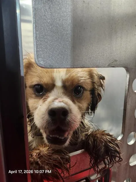 A young small-sized male Cavalier King Charles Spaniel dog named Farquaad for adoption in San Antonio, TX
