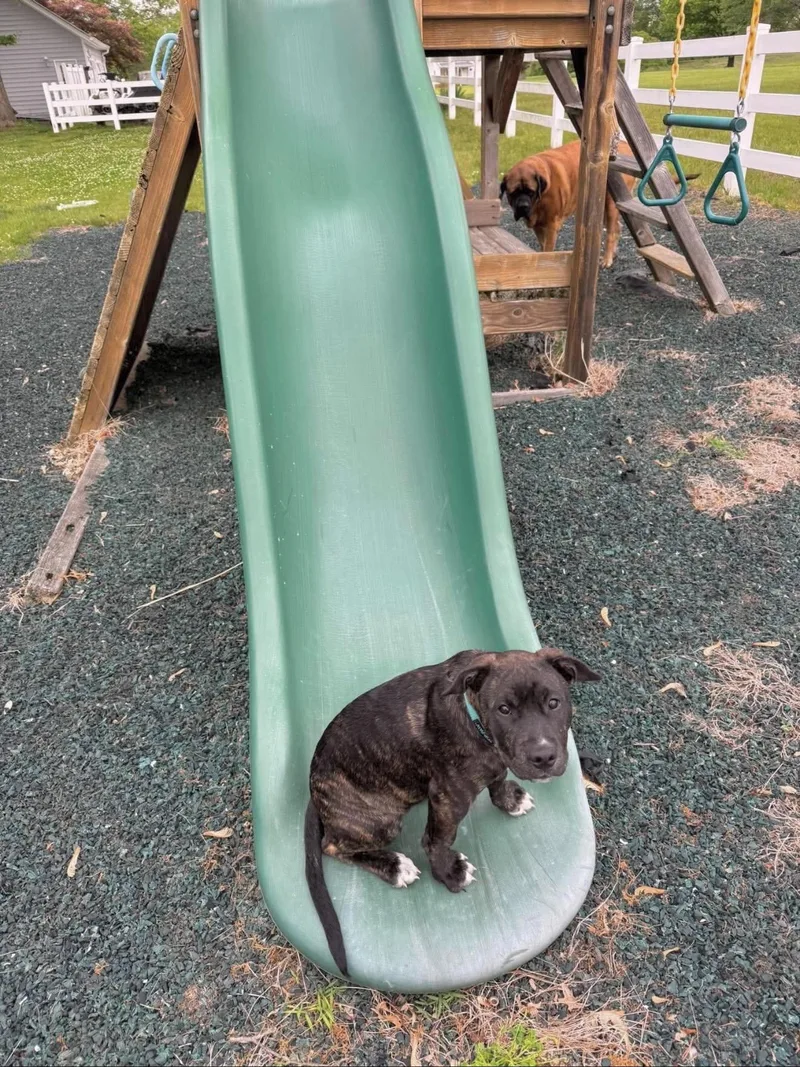 A baby large-sized male American Staffordshire Terrier dog named Schroeder for adoption in Huntingtown, MD