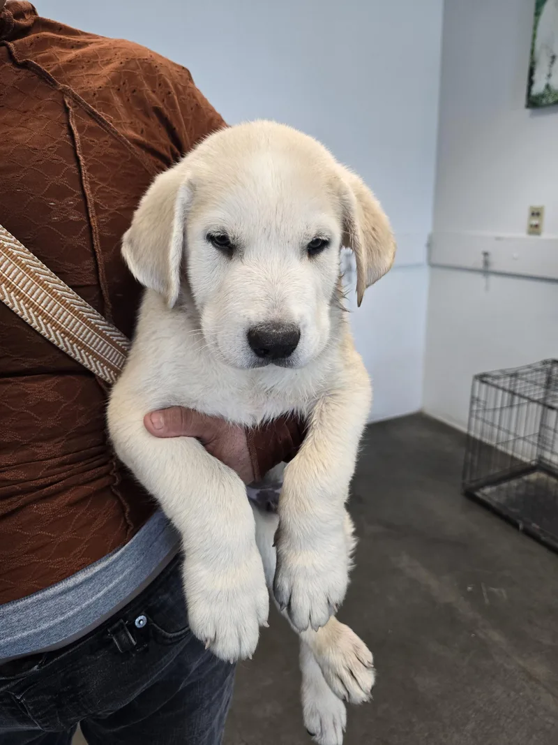 A baby small-sized male Siberian Husky dog named Lucas for adoption in Chatsworth, CA