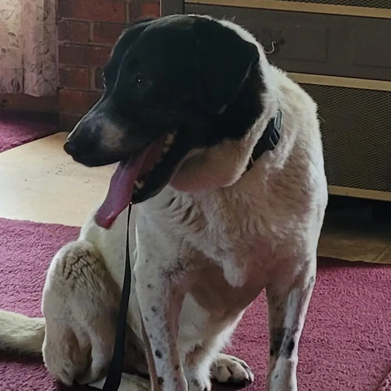 A senior medium-sized male White / Cream Mixed Breed dog named Gordy for adoption in Avon, OH