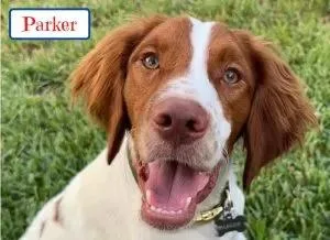 A young medium-sized male Brittany Spaniel dog named Parker for adoption in Fort Worth, TX