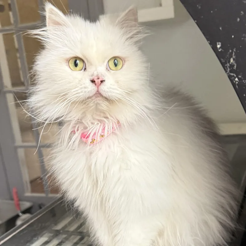 A young medium-sized female Persian cat named Marvelous Mirelle for adoption in Woodbridge, VA