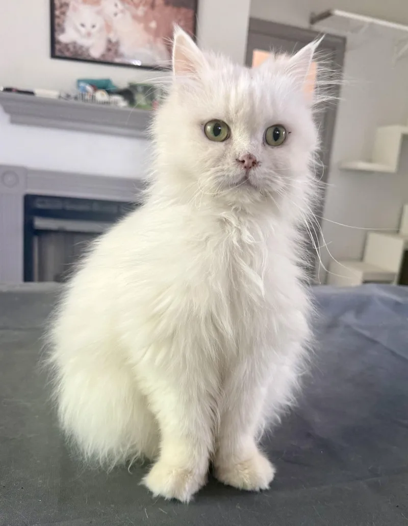 Marvelous Mirelle thumbnail 4