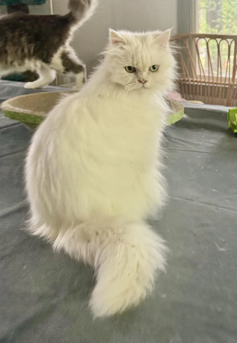 Marvelous Mirelle thumbnail 5