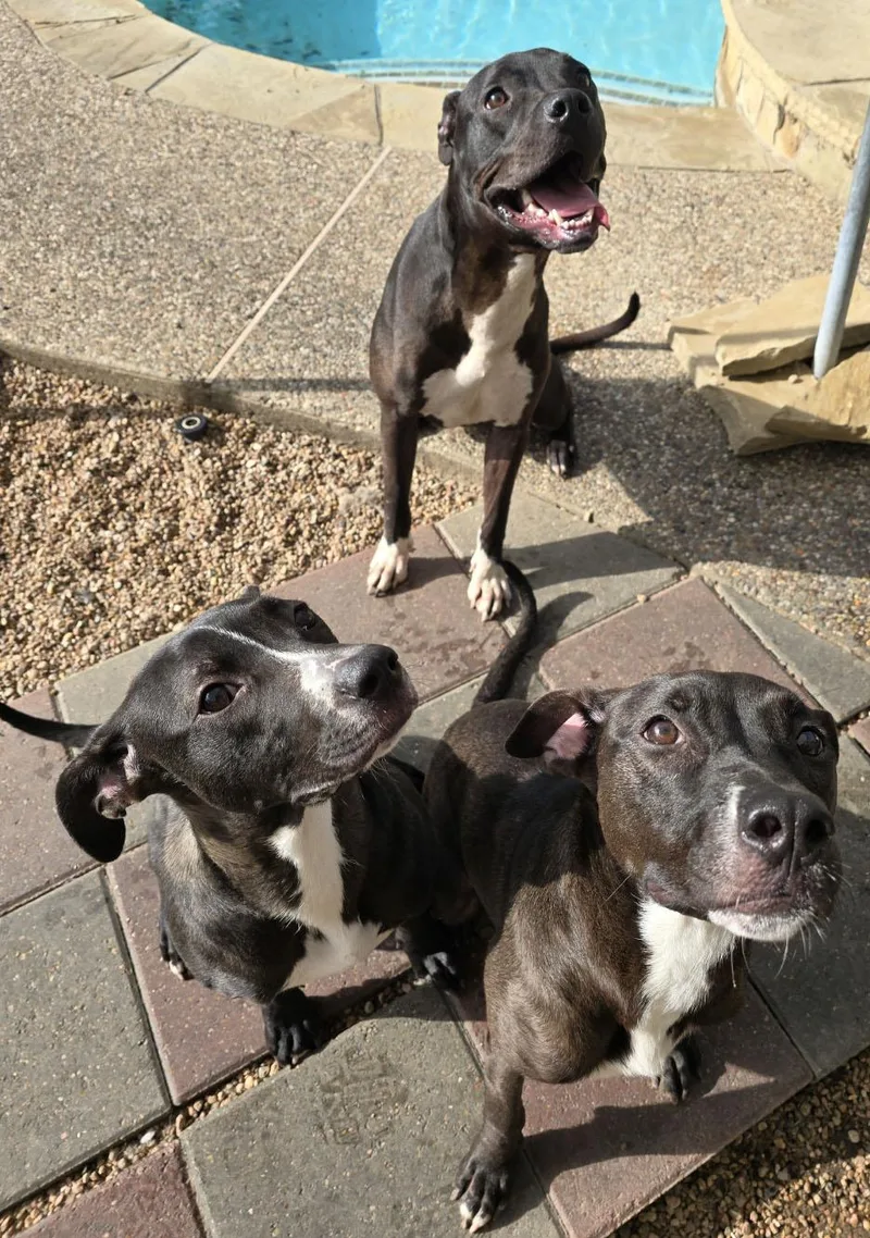 A young medium-sized male Pit Bull Terrier dog named Phineas for adoption in Houston, TX