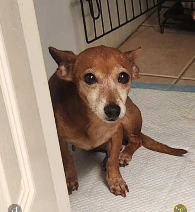 An adult small-sized female Chihuahua dog named Sugar Moore for adoption in Saunderstown, RI