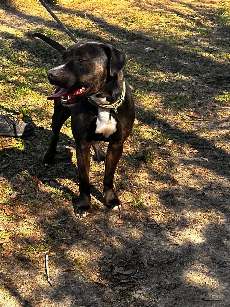 An adult extra large-sized male Labrador Retriever dog named Dude for adoption in Marianna, FL