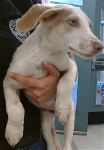 A baby small-sized female German Shepherd Dog dog named Dolly for adoption in Oklahoma City, OK