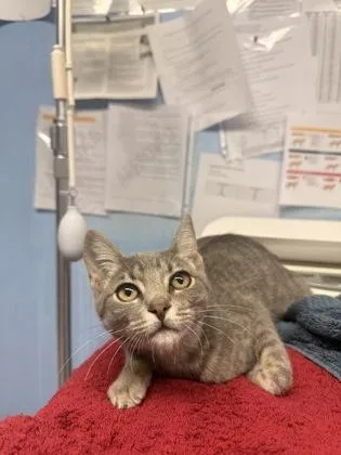 A young small-sized male Domestic Short Hair cat named Rome for adoption in Roseville, CA