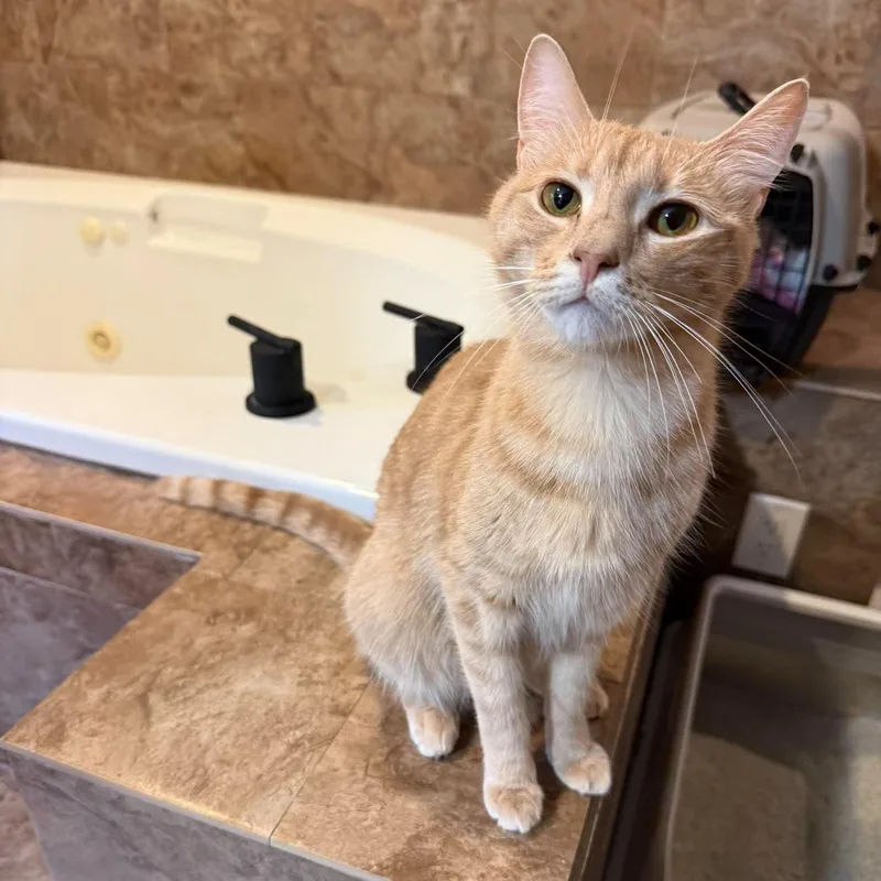 A young medium-sized female Buff / Tan / Fawn Tiger cat named Poet for adoption in New Bedford, MA