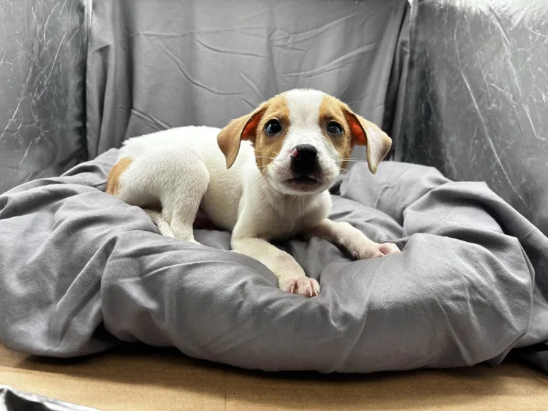 A baby small-sized male Boxer dog named Blue for adoption in Appling, GA