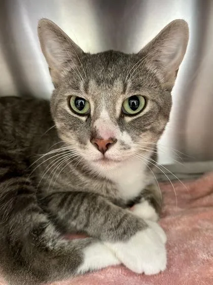 An adult medium-sized male Gray / Blue / Silver Domestic Short Hair cat named Frank for adoption in Wichita, KS