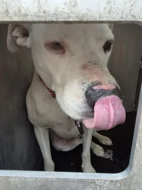 An adult large-sized female American Staffordshire Terrier dog named Zero for adoption in San Antonio, TX
