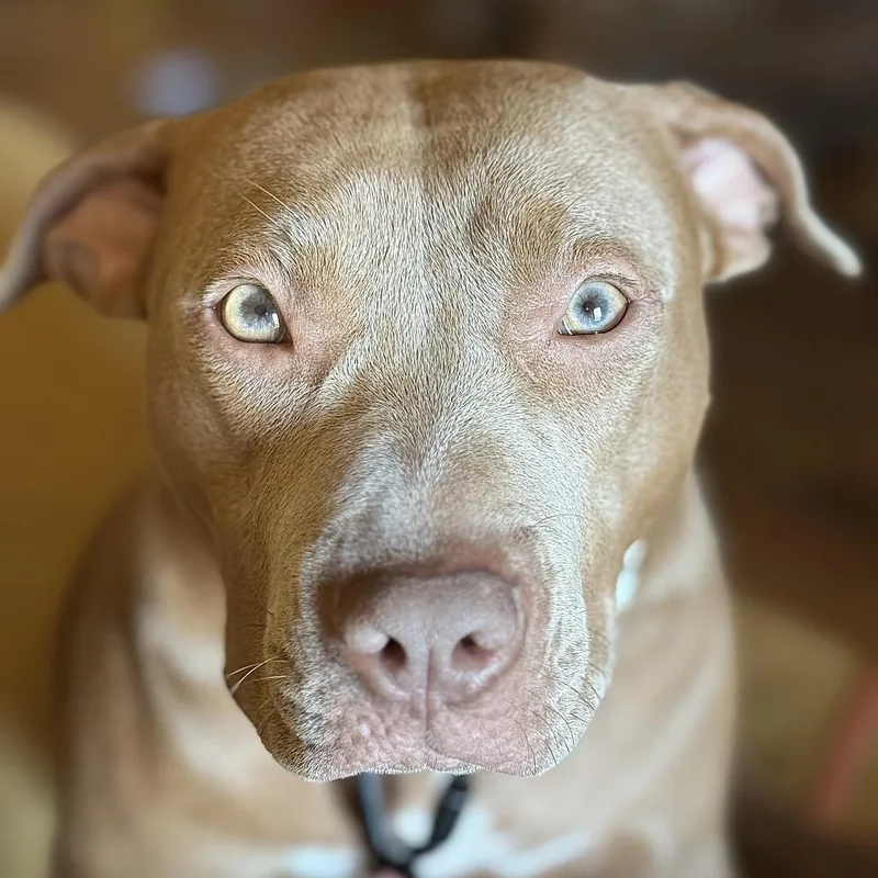 An adult large-sized female Yellow / Tan / Blond / Fawn Pit Bull Terrier dog named Maple for adoption in Waggaman, LA