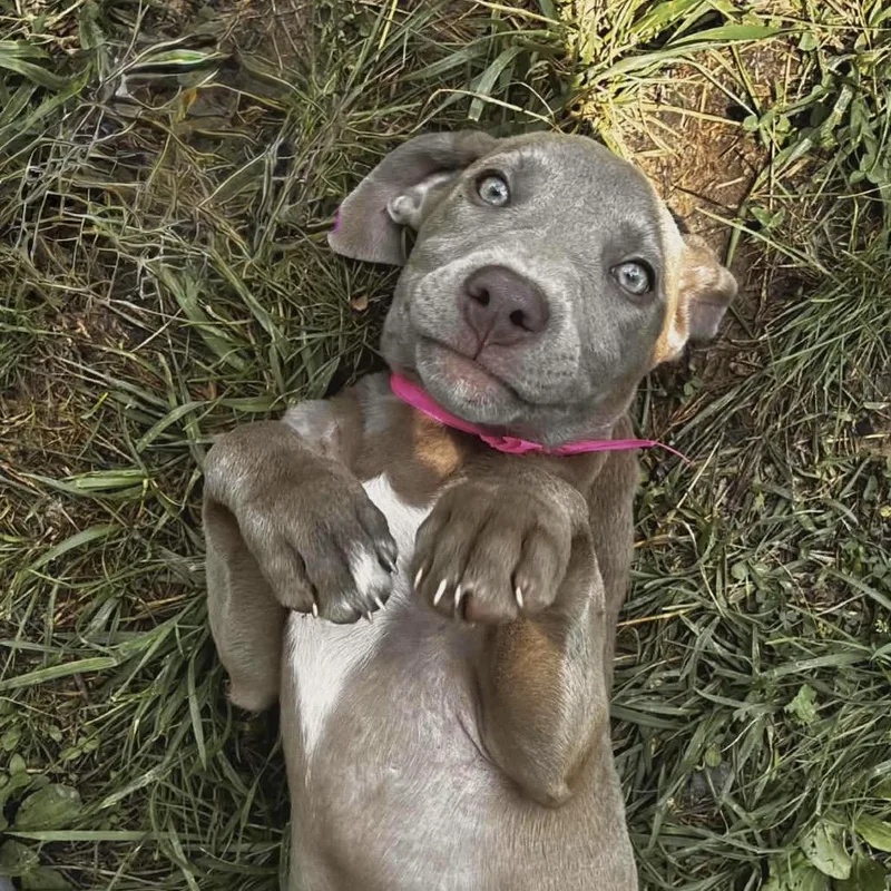 A baby large-sized female Gray / Blue / Silver Weimaraner dog named Birdie for adoption in Saint John, IN