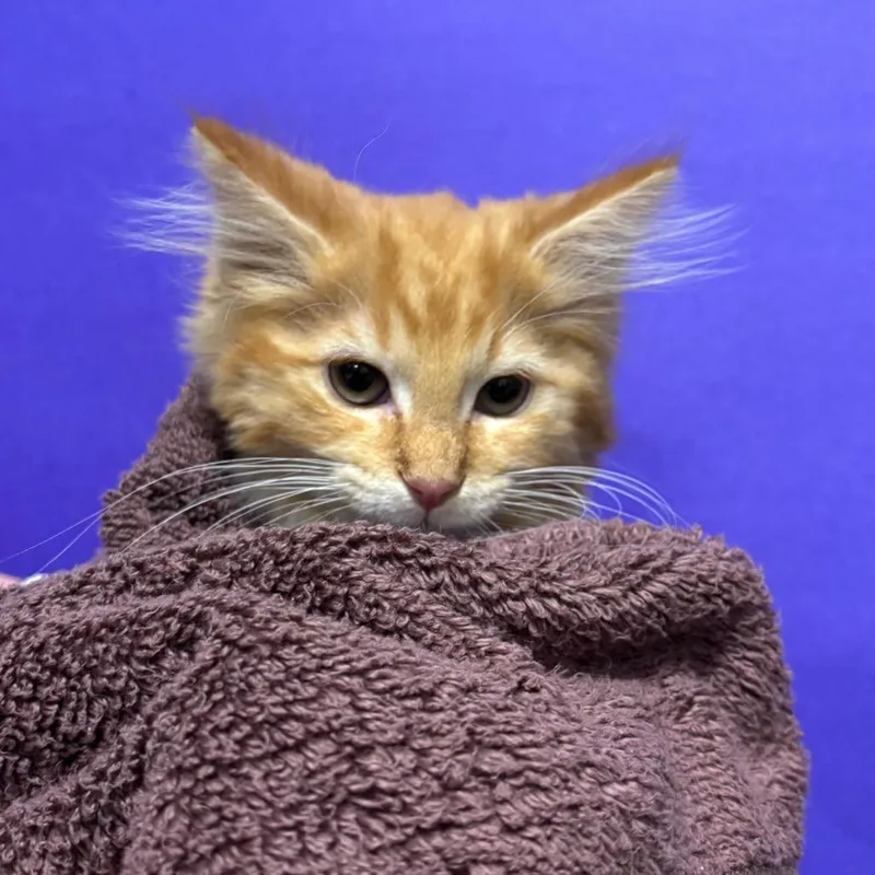 A baby small-sized male Orange / Red Domestic Long Hair cat named Lord Tuxedo for adoption in Washington Township, OH