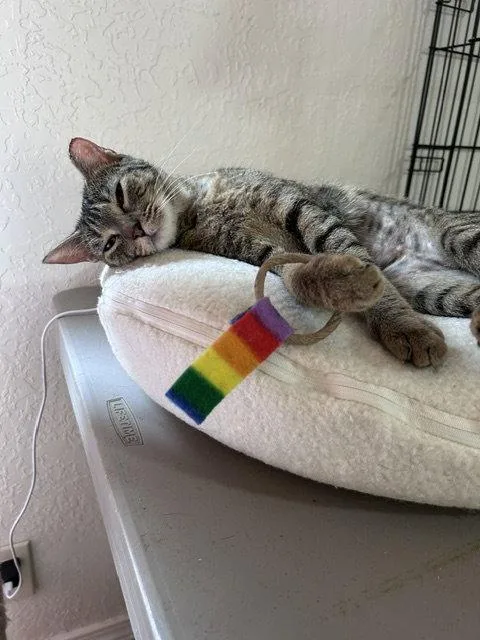 An adult medium-sized female Domestic Short Hair cat named Mae for adoption in Dripping Springs, TX
