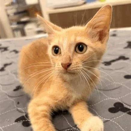 A baby medium-sized male Buff / Tan / Fawn Domestic Short Hair cat named Joe for adoption in Houston, TX
