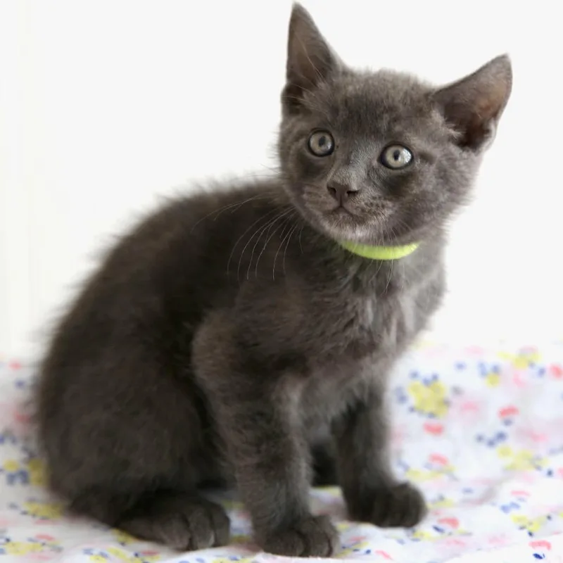 A baby small-sized male Gray / Blue / Silver Domestic Short Hair cat named Captain Crunch for adoption in Keizer, OR
