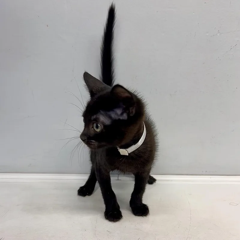 A baby small-sized male Black Domestic Short Hair cat named Eclipse for adoption in Hawthorne, CA
