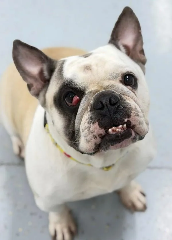 An adult medium-sized female American Bulldog dog named Lacoste for adoption in Skillman, NJ