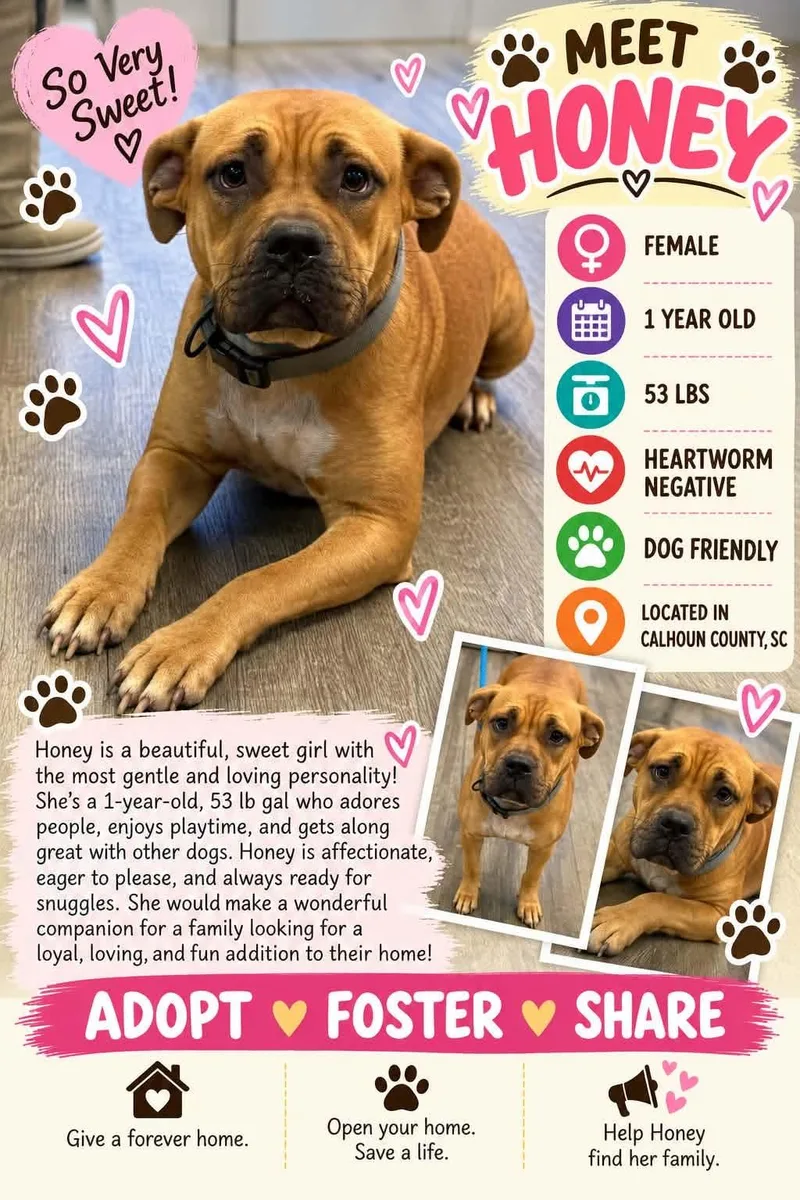 A young medium-sized female Mixed Breed dog named Honey for adoption in Holbrook, NY