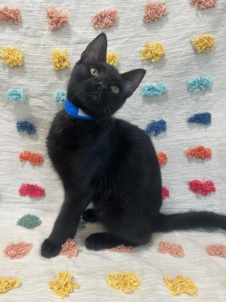 A baby medium-sized male Domestic Short Hair cat named Benji for adoption in Denham Springs, LA