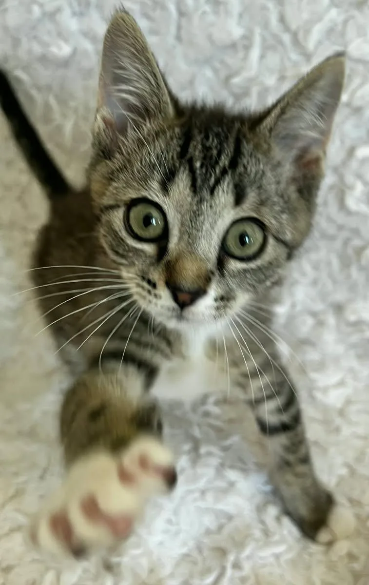 A young medium-sized male Domestic Short Hair cat named Matt Weaver for adoption in Saint Augustine, FL